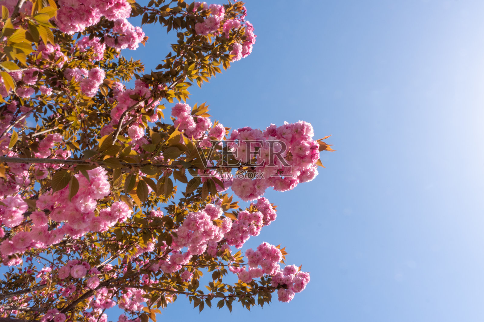 紫薇-紫薇花盛开在树枝上孤立在晴朗的蓝天照片摄影图片