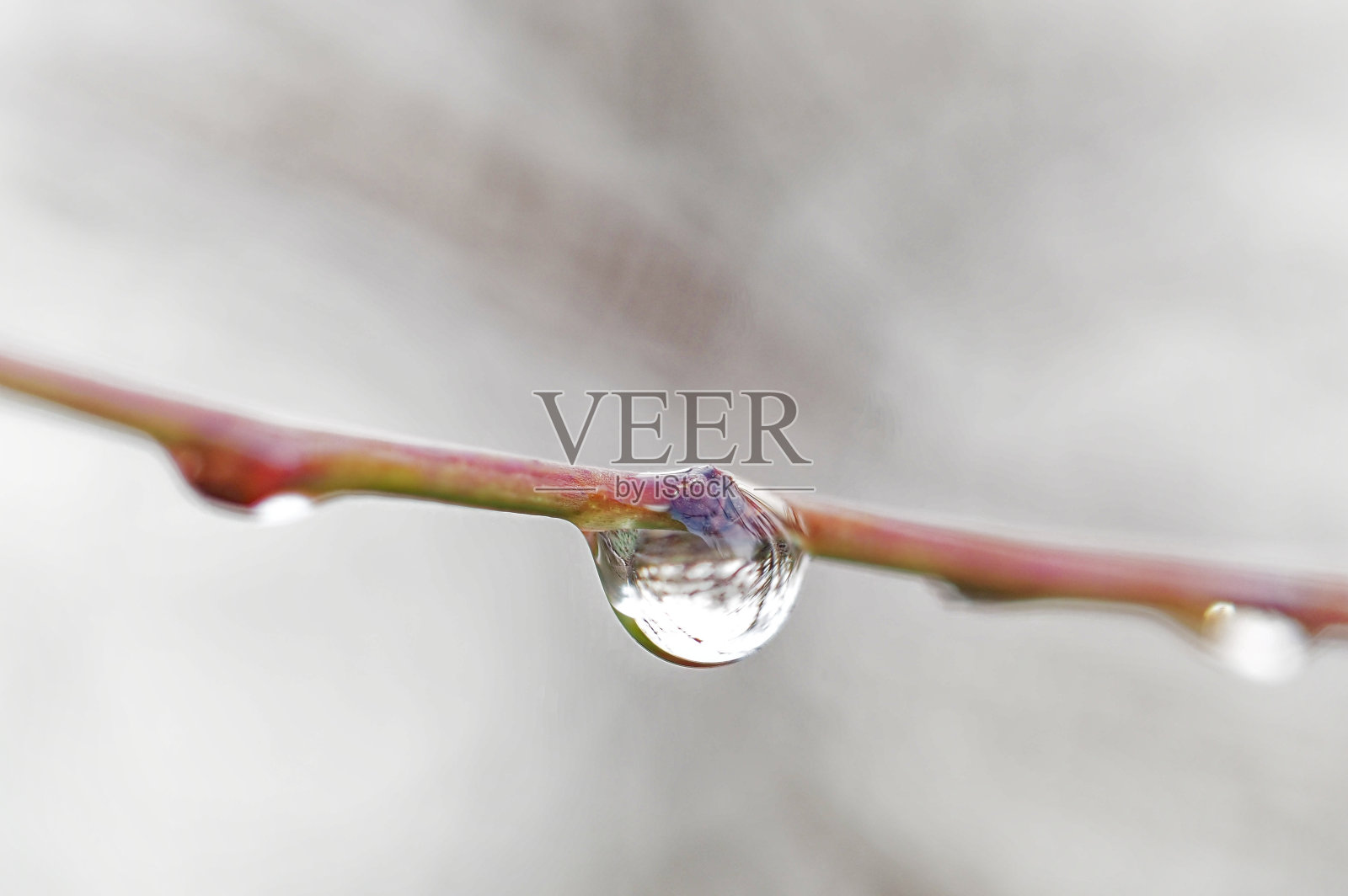 清晨露珠落在树枝上照片摄影图片