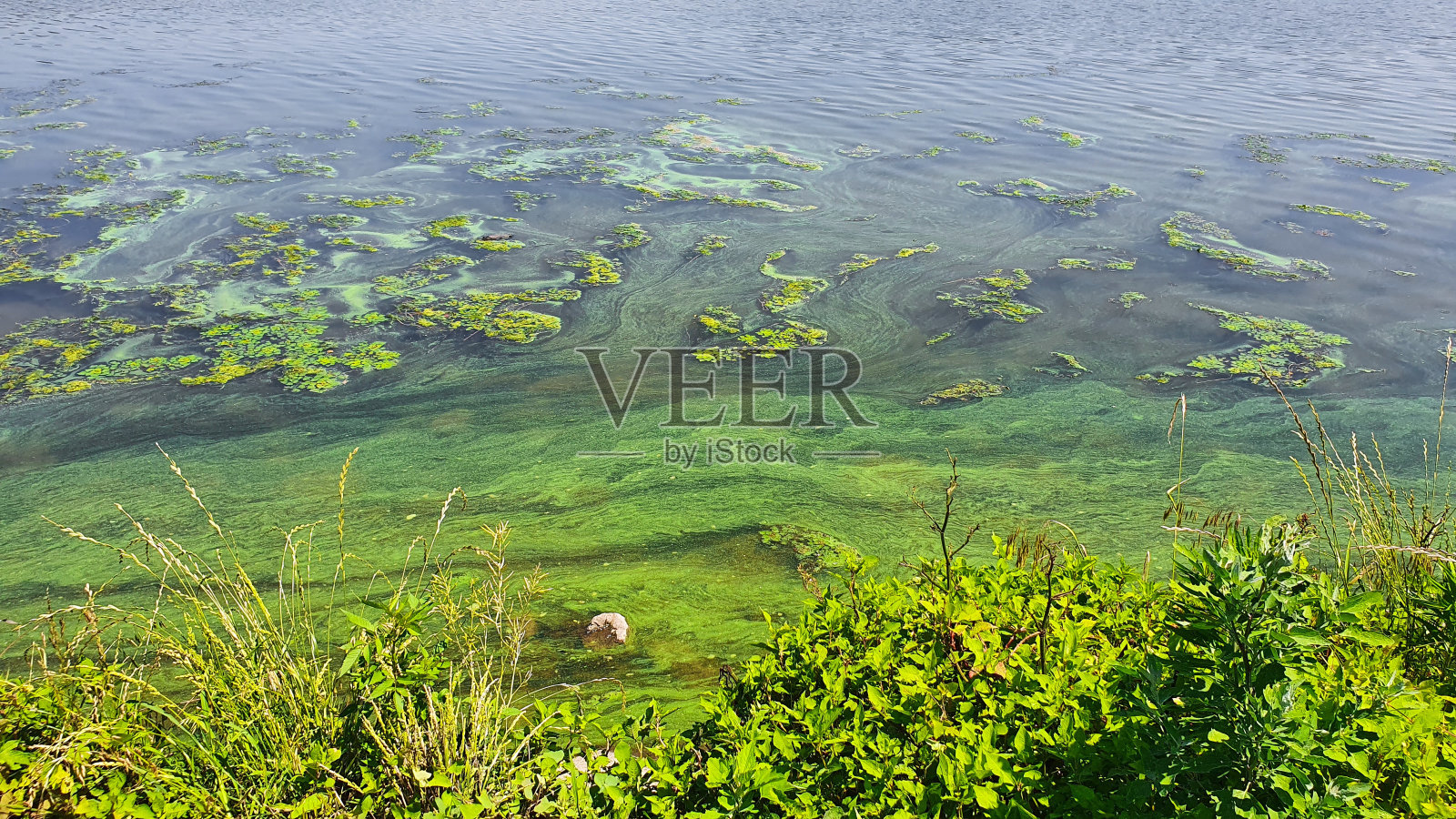 水华照片摄影图片