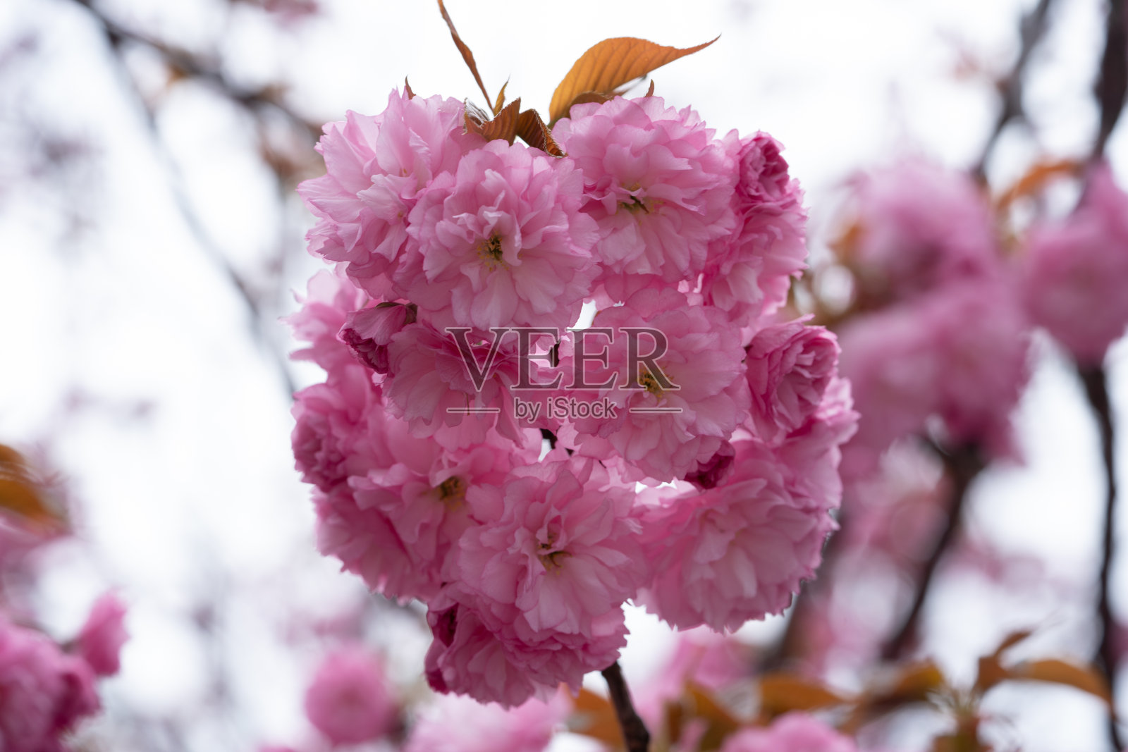 山樱花，山樱照片摄影图片