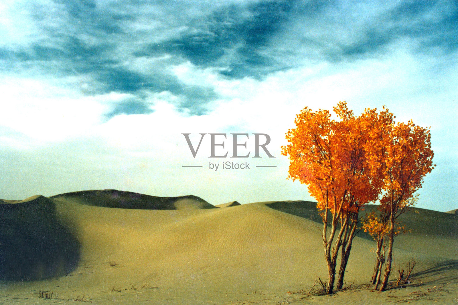 秋天，金灿灿的白杨林在沙漠地区照片摄影图片