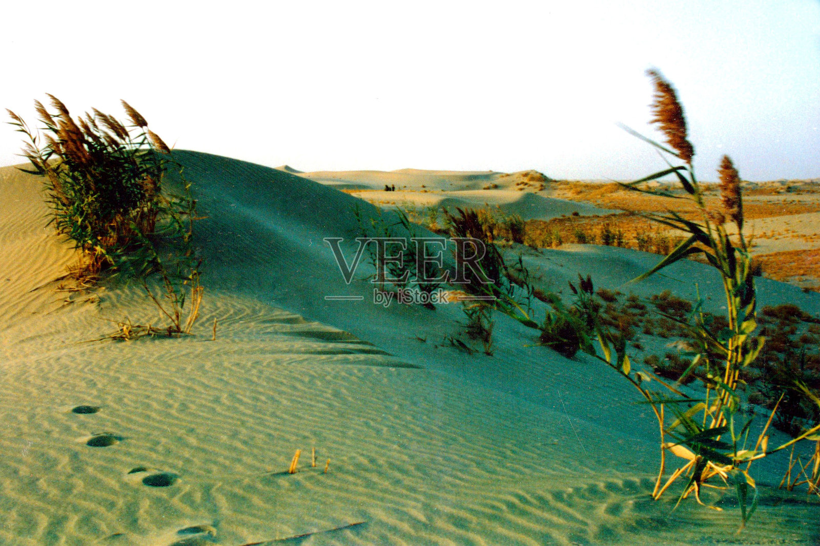 秋天的沙丘和芦苇照片摄影图片