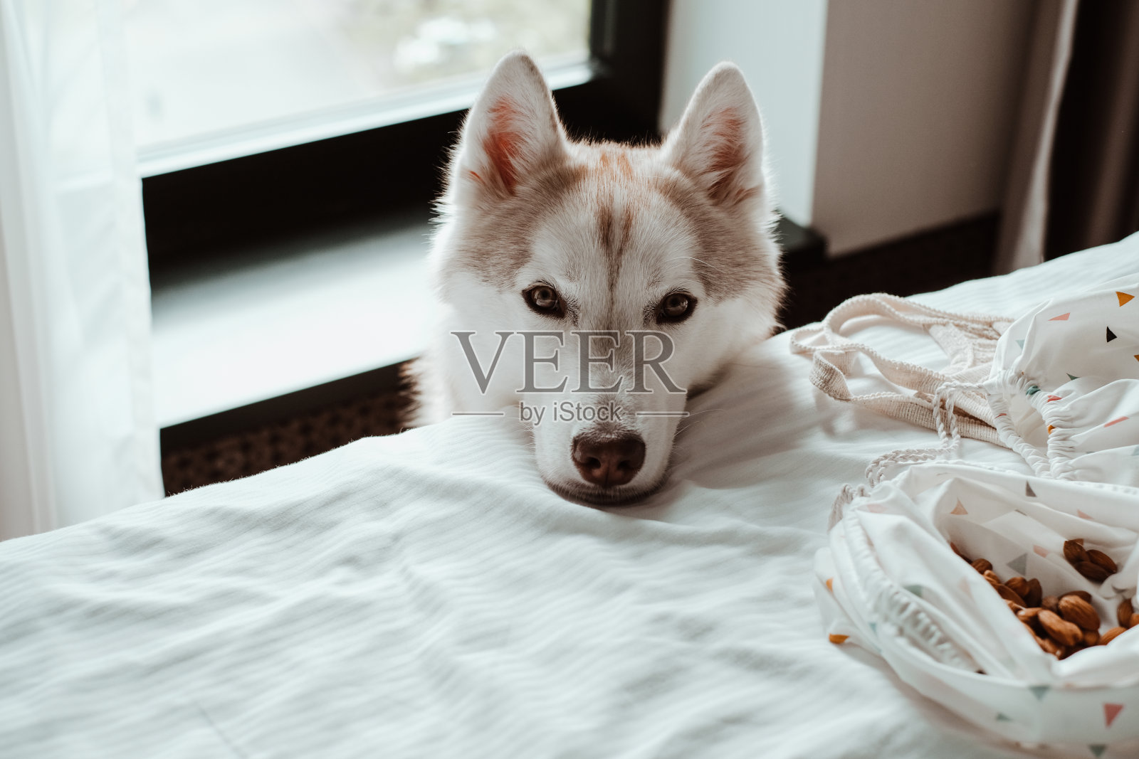 哈士奇狗向前看照片摄影图片