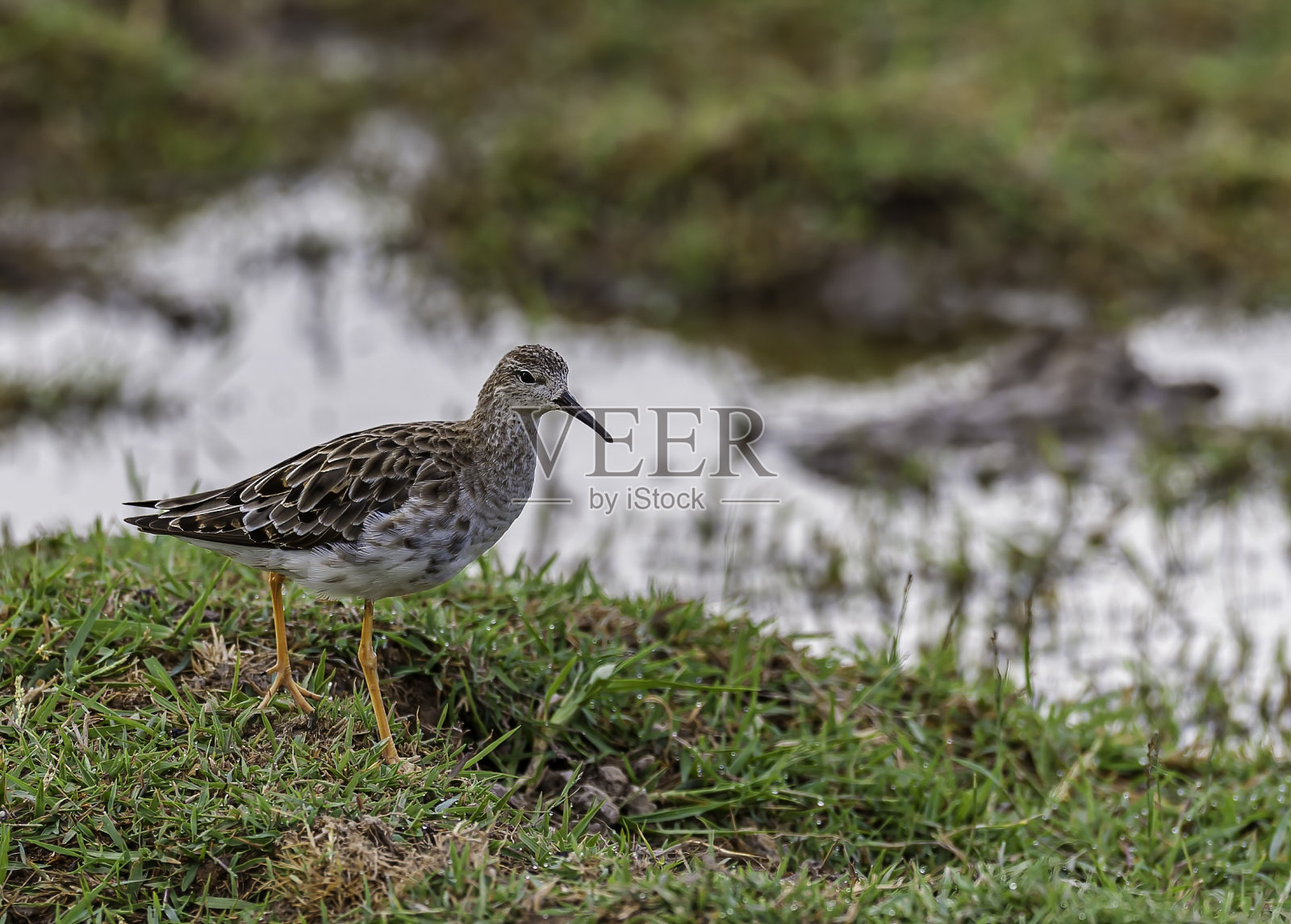 Ruff (Calidris pugnax)是一种中型涉禽，在欧亚大陆北部的沼泽和潮湿草地上繁殖。发现于肯尼亚安博塞利国家公园。鸻形目。照片摄影图片