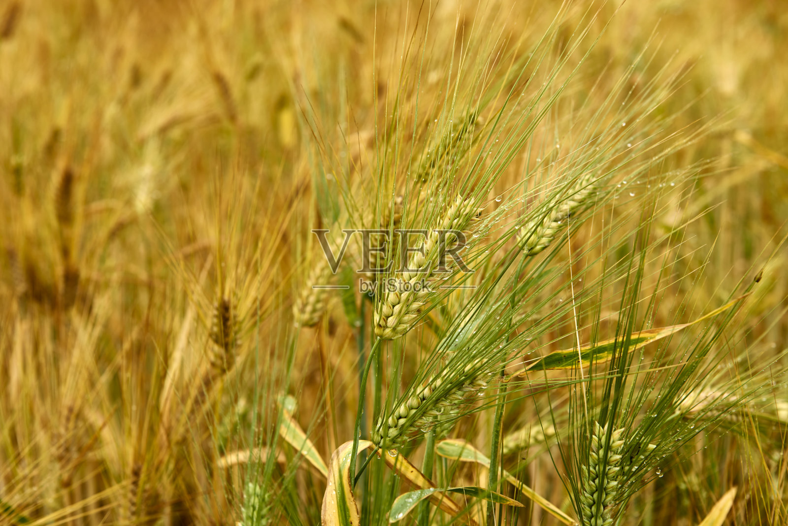 小麦穗在前景。金黄色的成熟麦田，被一阵风吹动着，准备收割。雨后阴天成熟的麦田。照片摄影图片