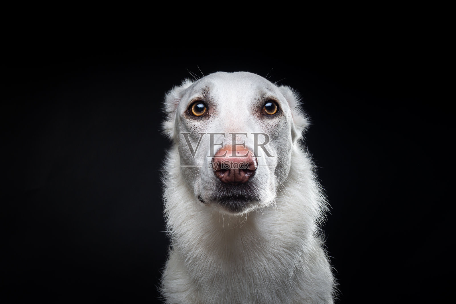 一只白狗的肖像，在一个孤立的黑色背景。照片摄影图片