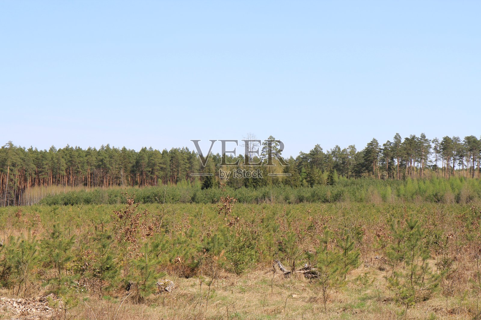 森林的观点照片摄影图片