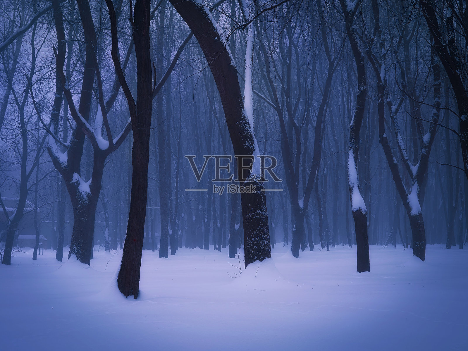 神秘黑暗的冬季森林照片摄影图片