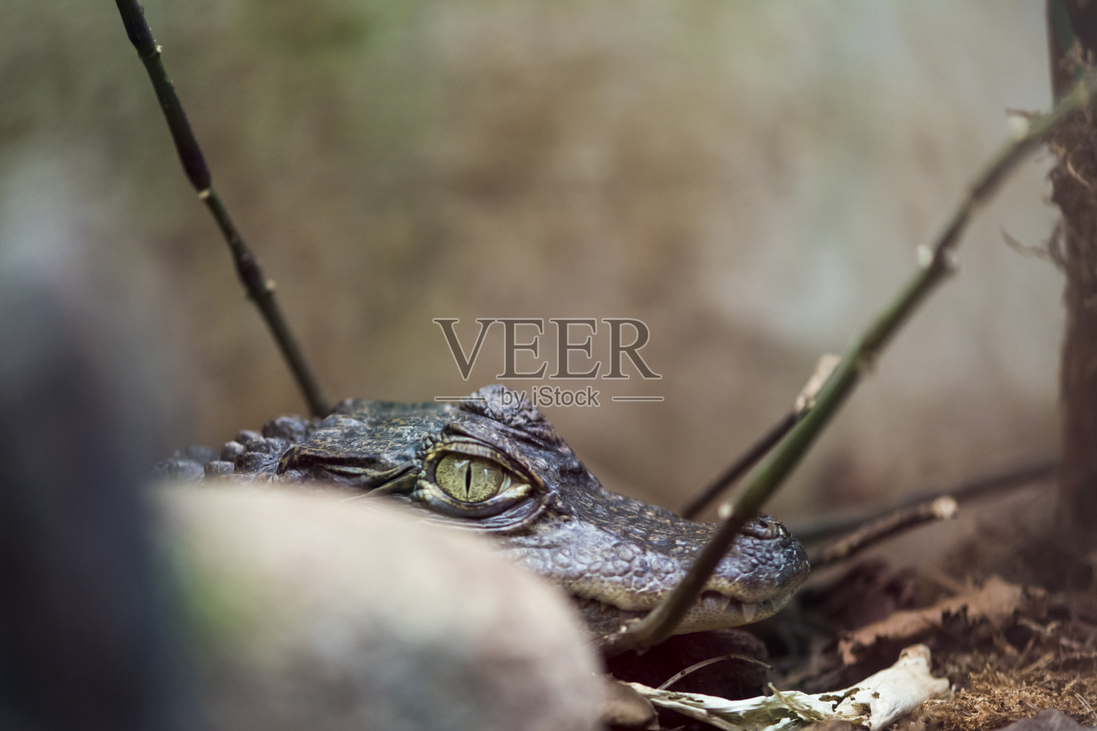 一幅鳄鱼的画照片摄影图片