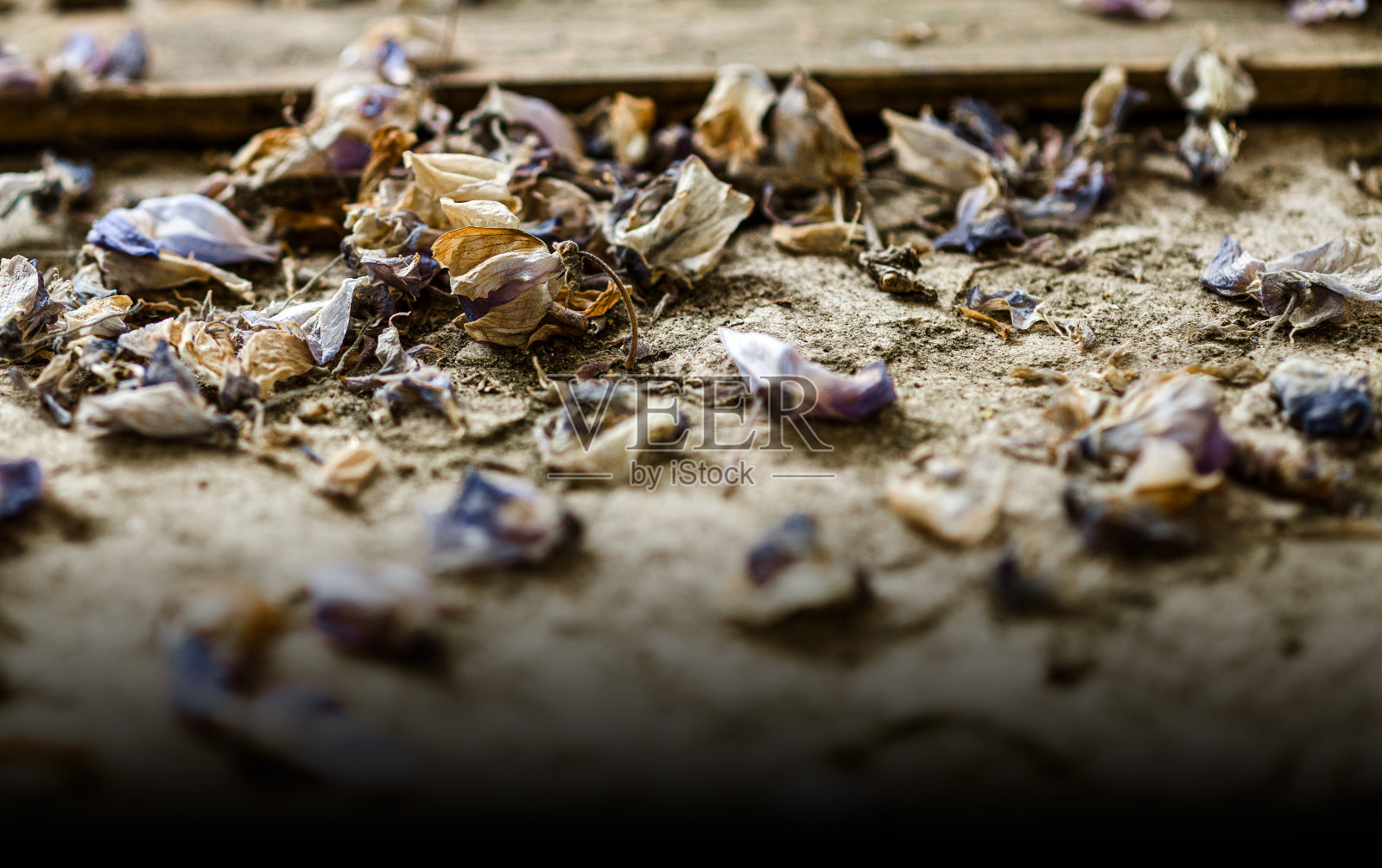 紫藤和凋谢的花瓣照片摄影图片