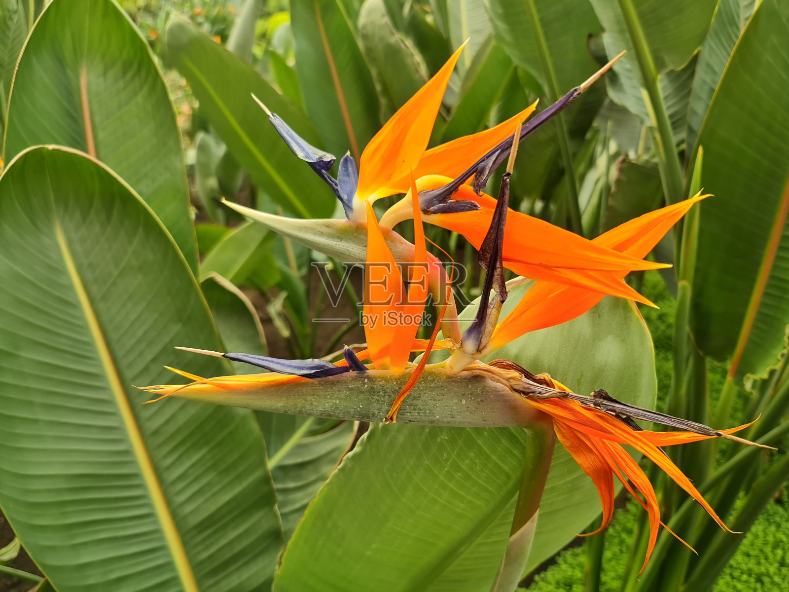 春天用来装饰花园的花照片摄影图片