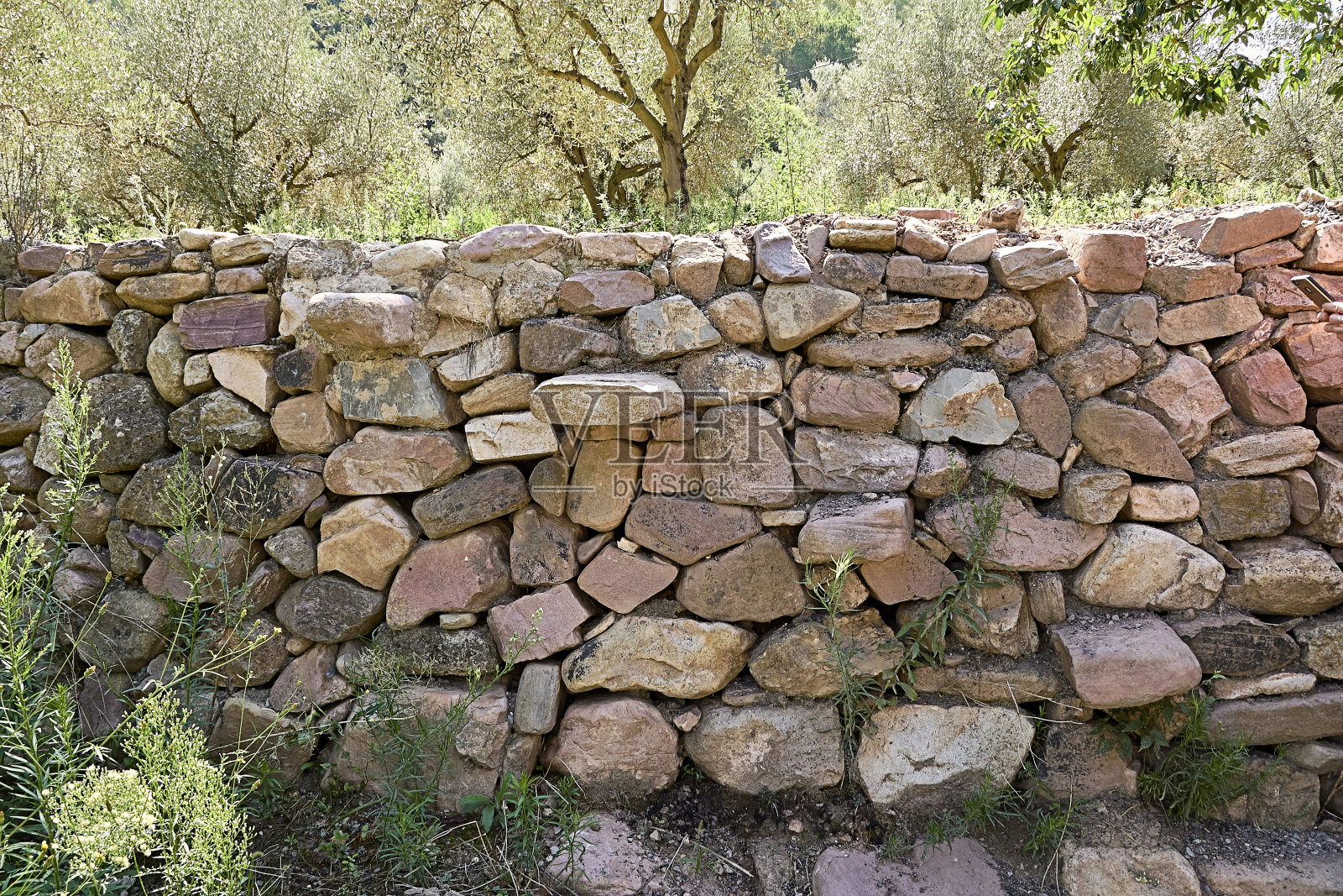 石墙为田野，橄榄树环绕。照片摄影图片