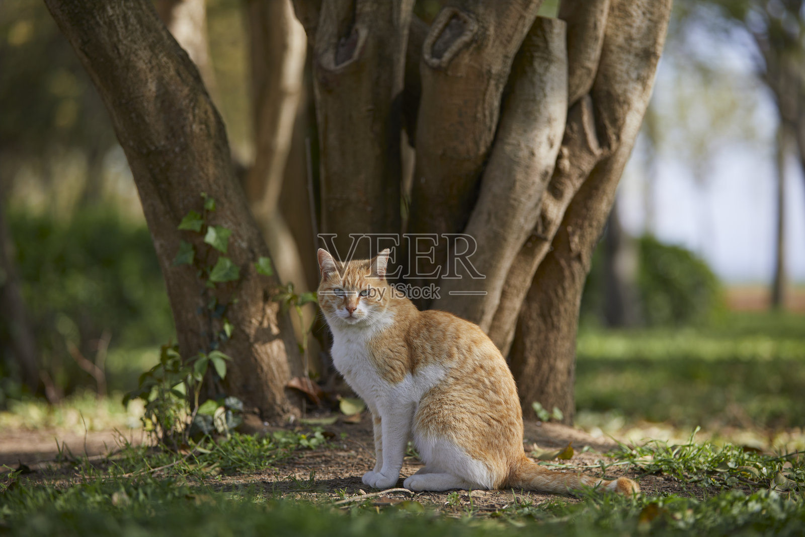 流浪猫在公园的草地上照片摄影图片