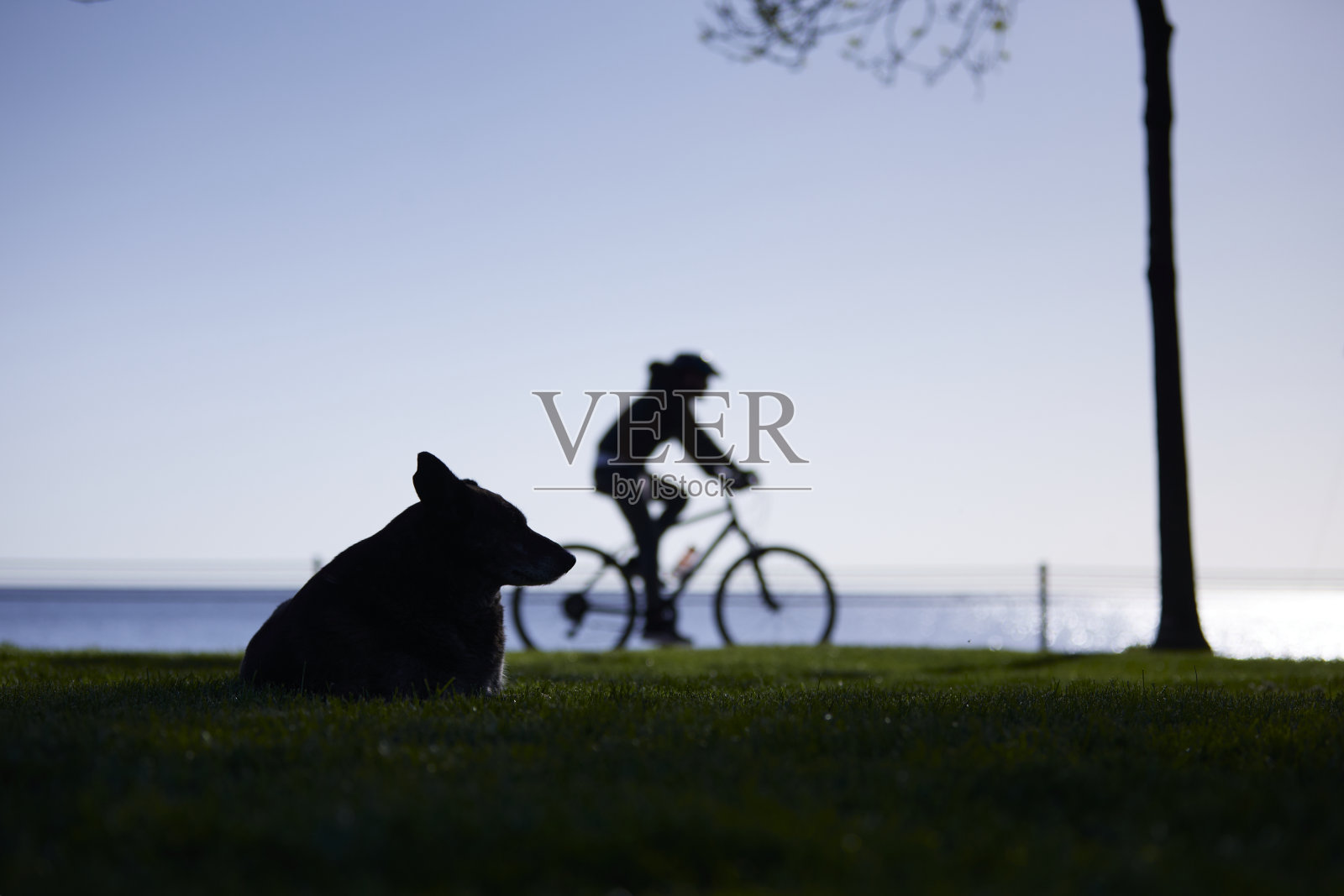 公园里的流浪狗，背景是模糊的自行车骑手照片摄影图片