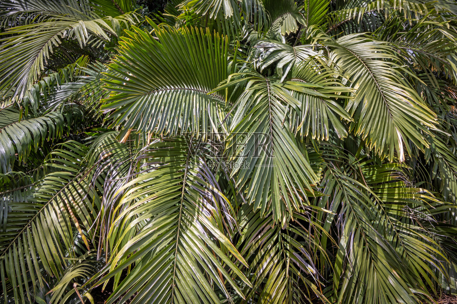 西班牙公园里棕榈树的叶子照片摄影图片