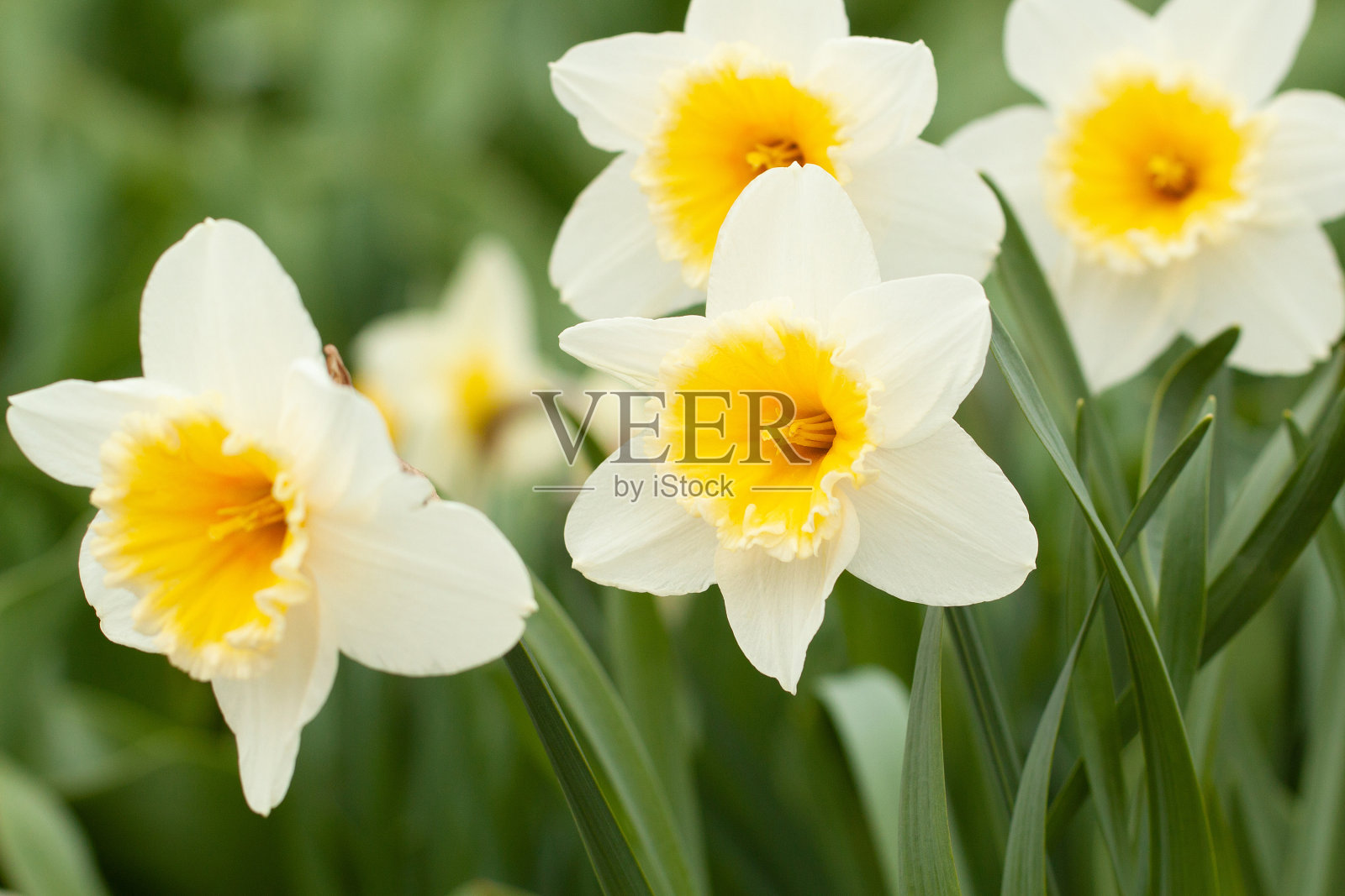 美丽娇嫩的水仙花盛开在田野里照片摄影图片