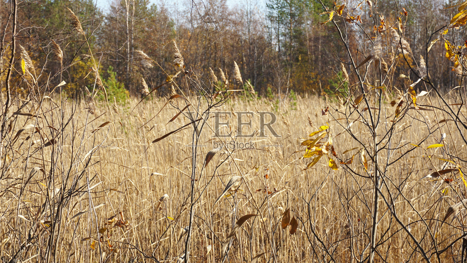 秋天沼泽里枯黄的小草。黄叶子的树。大自然正在为冬天做准备。照片摄影图片