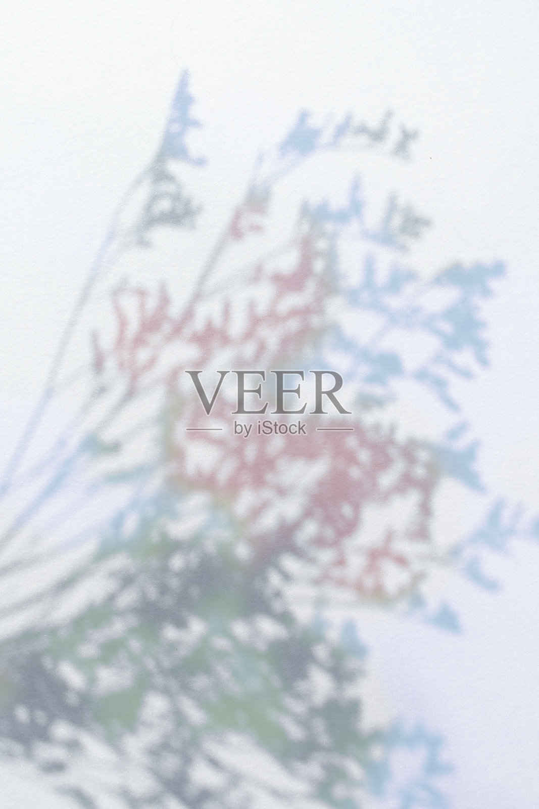 梦幻的植物剪影和复制空间照片摄影图片