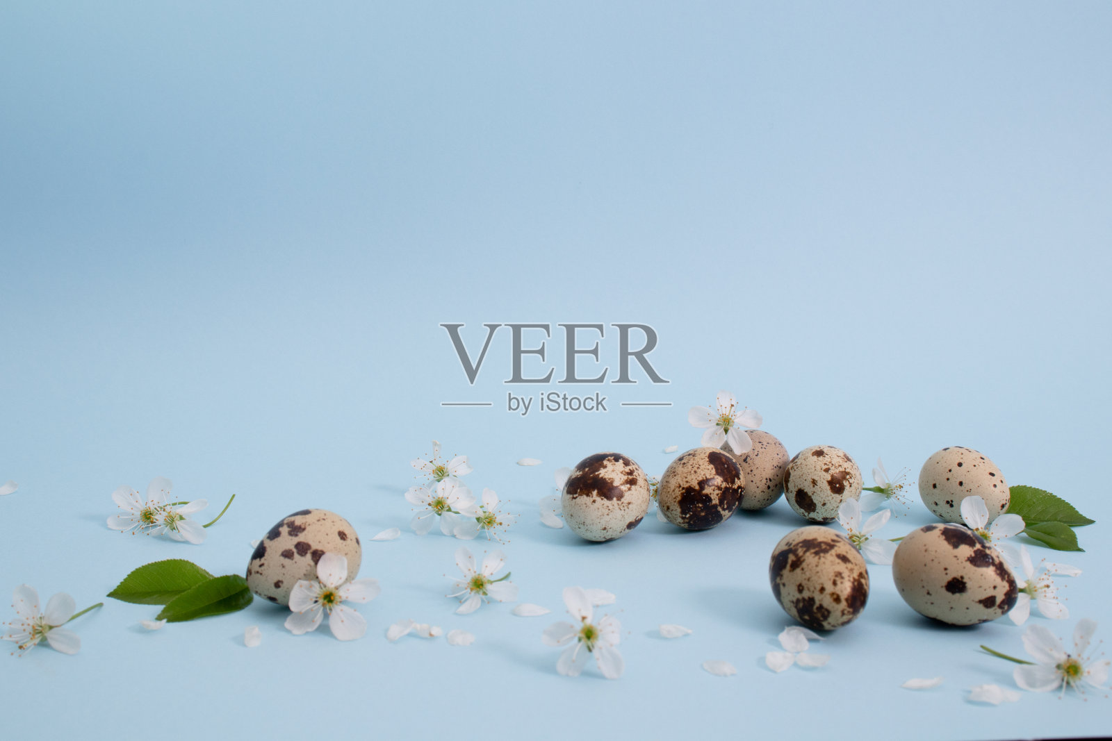 带有樱花的复活节彩蛋。鹌鹑蛋。在一个蓝色的地方写文本。照片摄影图片