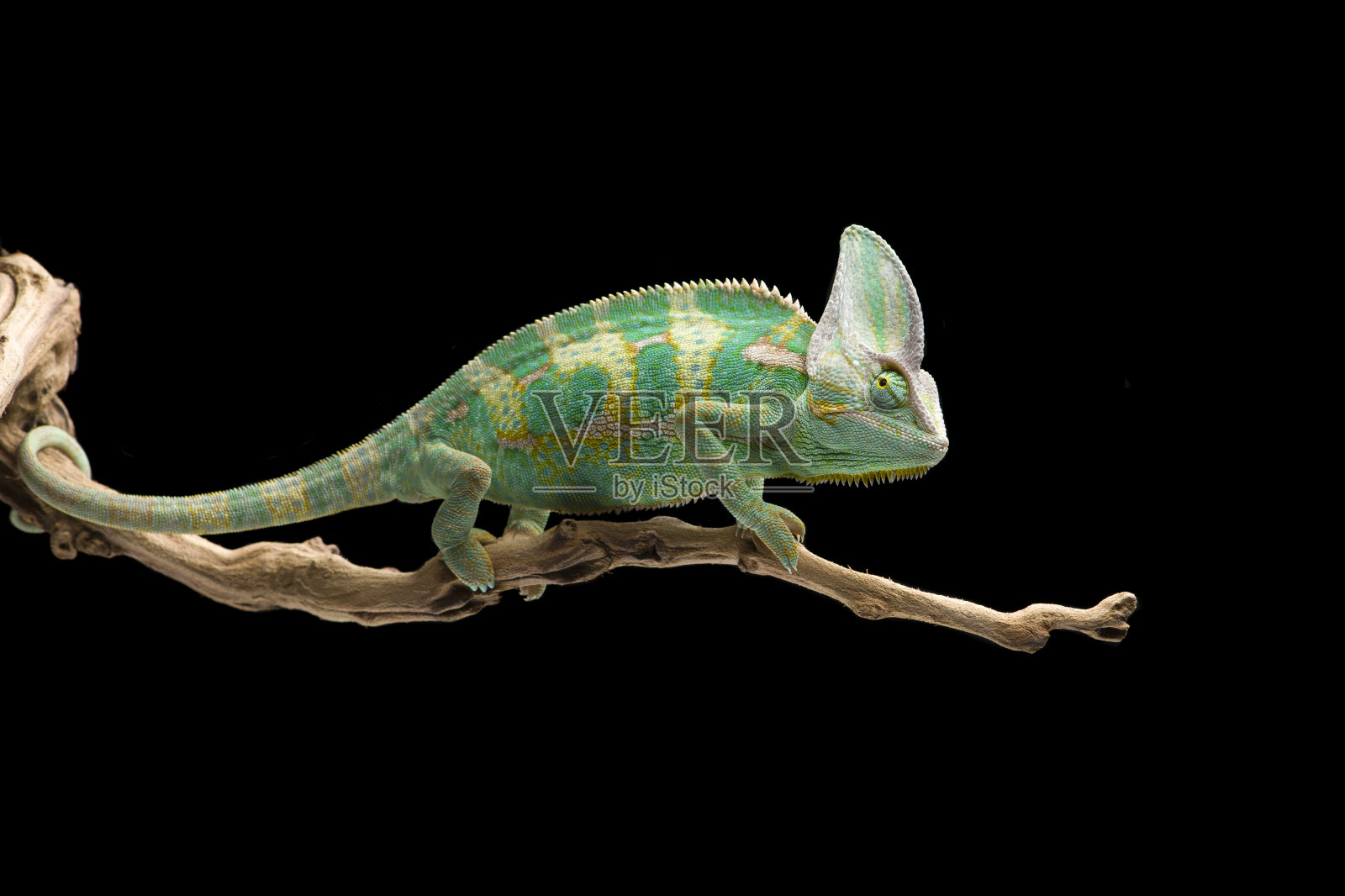 黑色背景下的彩虹高冠变色龙照片摄影图片