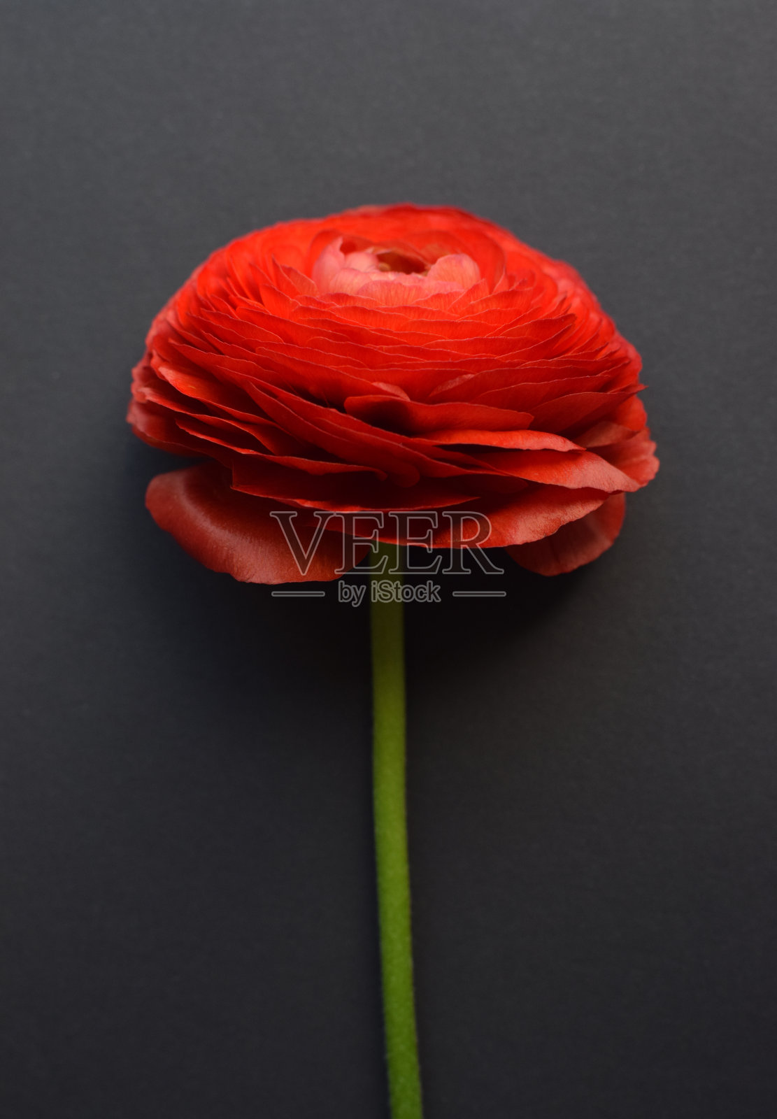 一个美丽的毛茛花的红色在黑色的背景。照片摄影图片