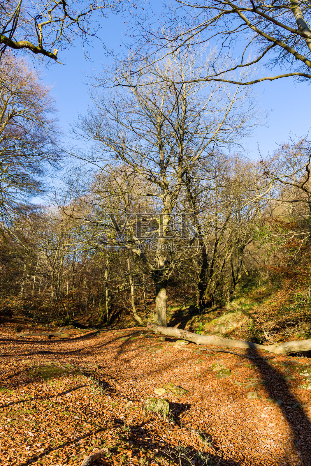 在阳光明媚的日子里，树叶和树木染上了秋色(威尔士，寂静山谷)照片摄影图片