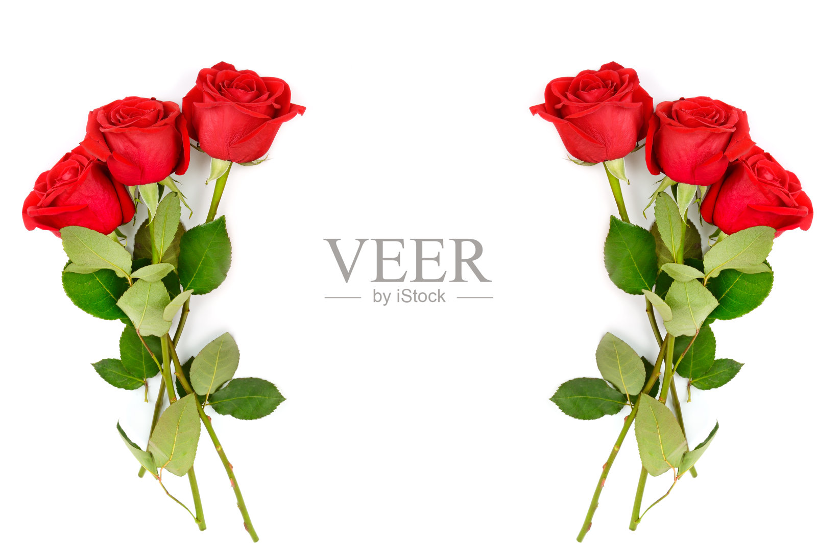 美丽的红玫瑰花孤立在白色。拼贴画。释放文本空间。照片摄影图片