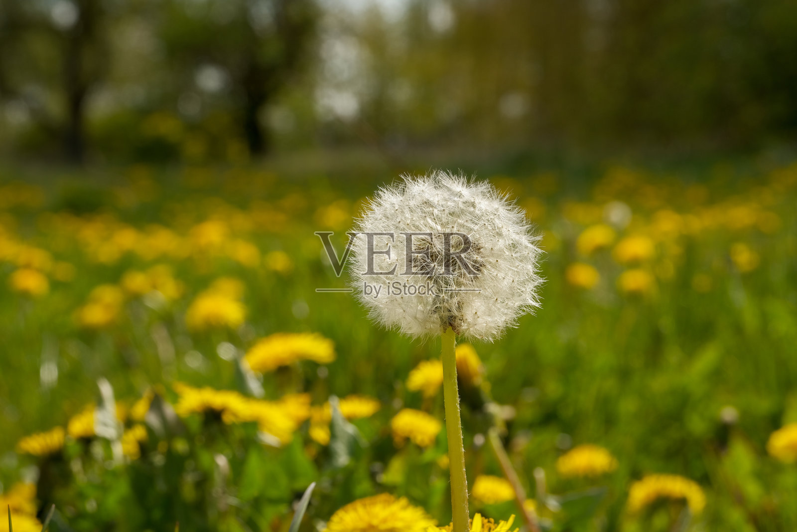 黄色蒲公英在明亮多汁的绿色草地中间的特写照片摄影图片