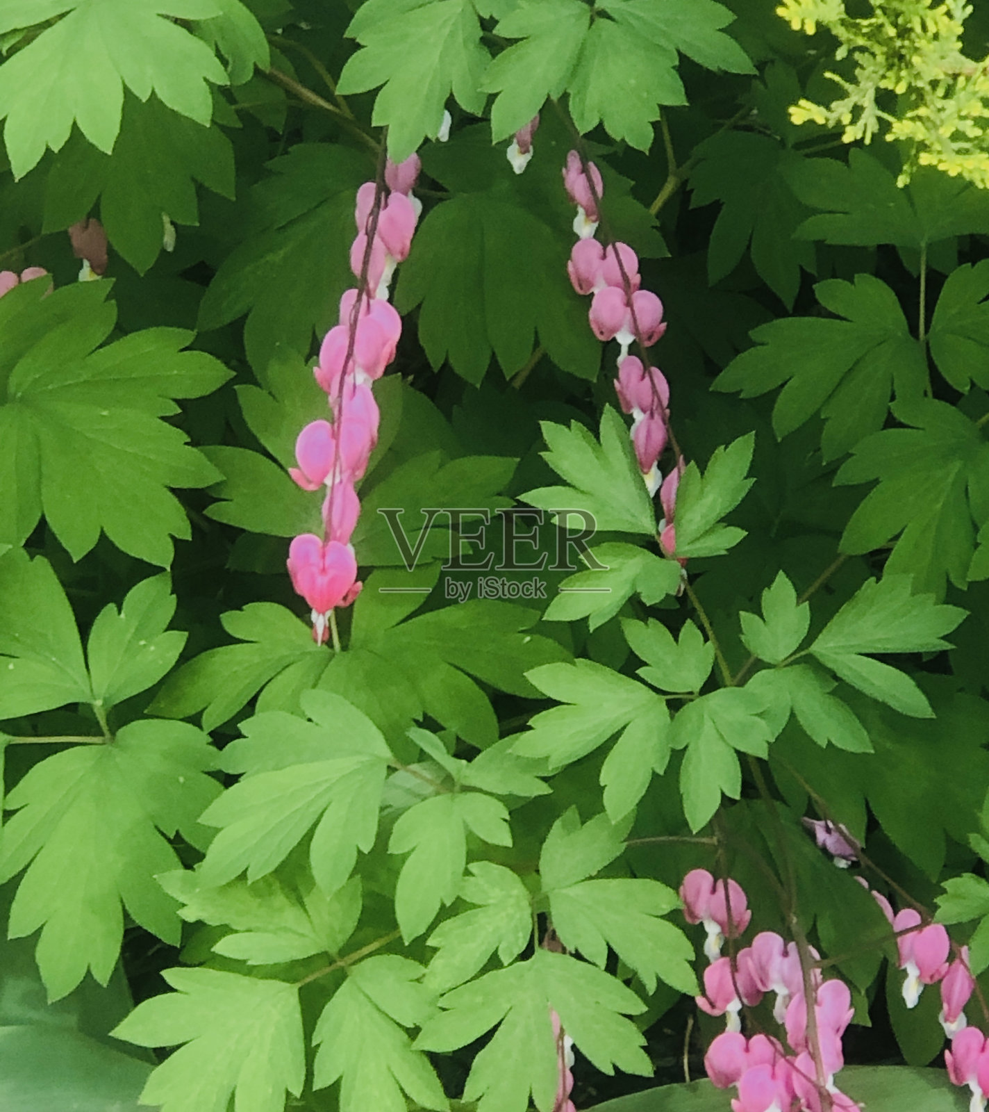 花园里的粉红花照片摄影图片