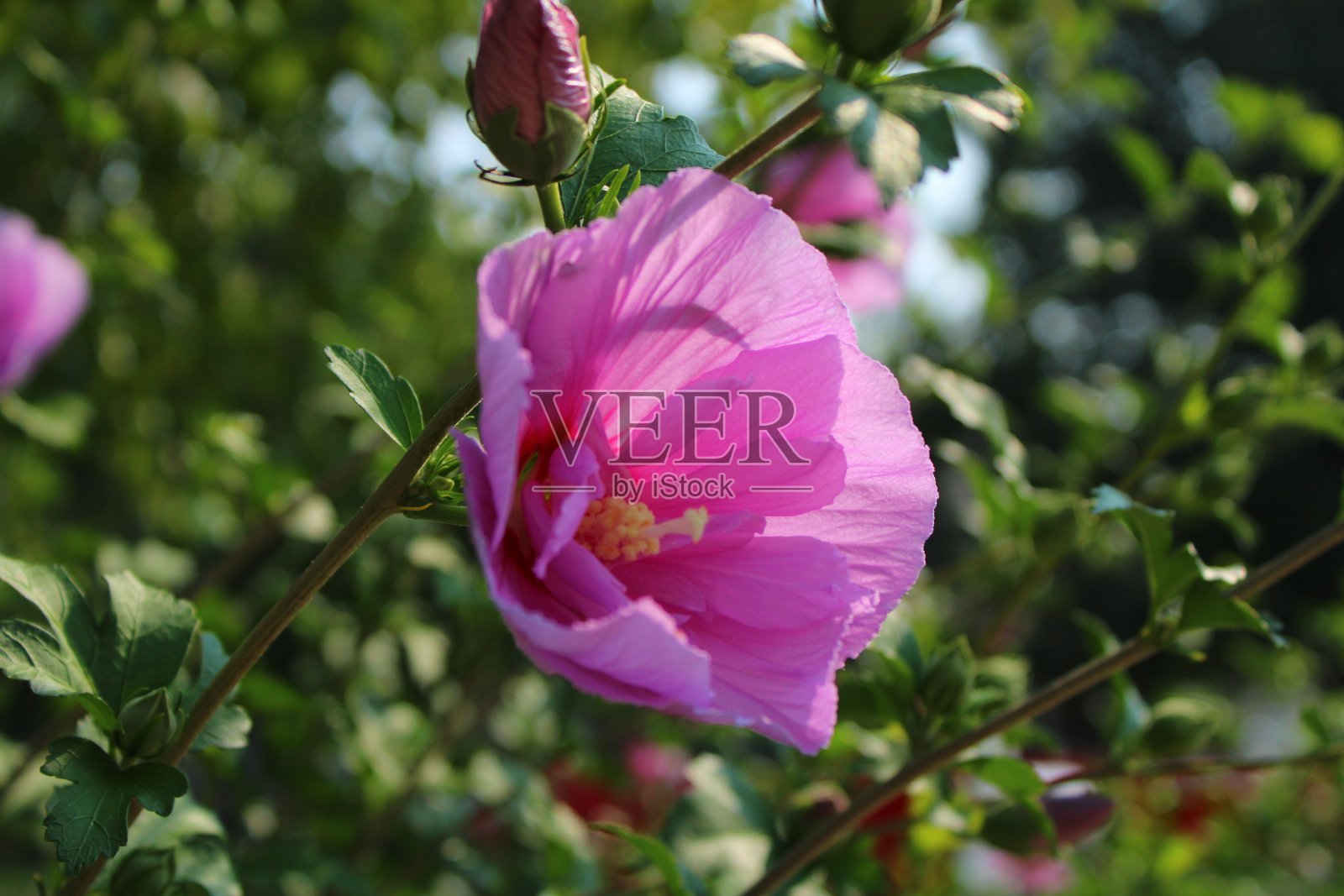 粉红色的花照片摄影图片