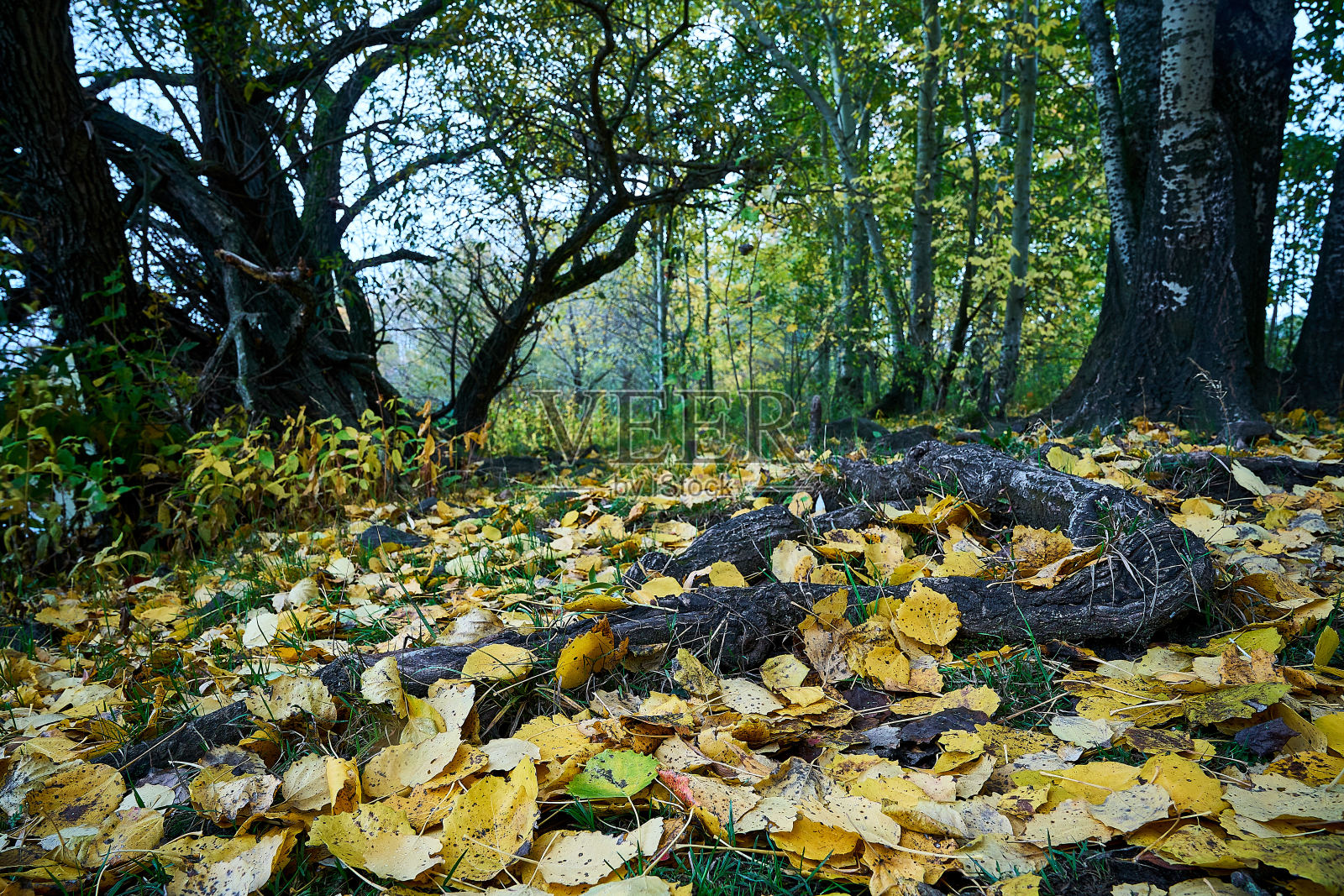 覆盖根的黄色叶照片摄影图片