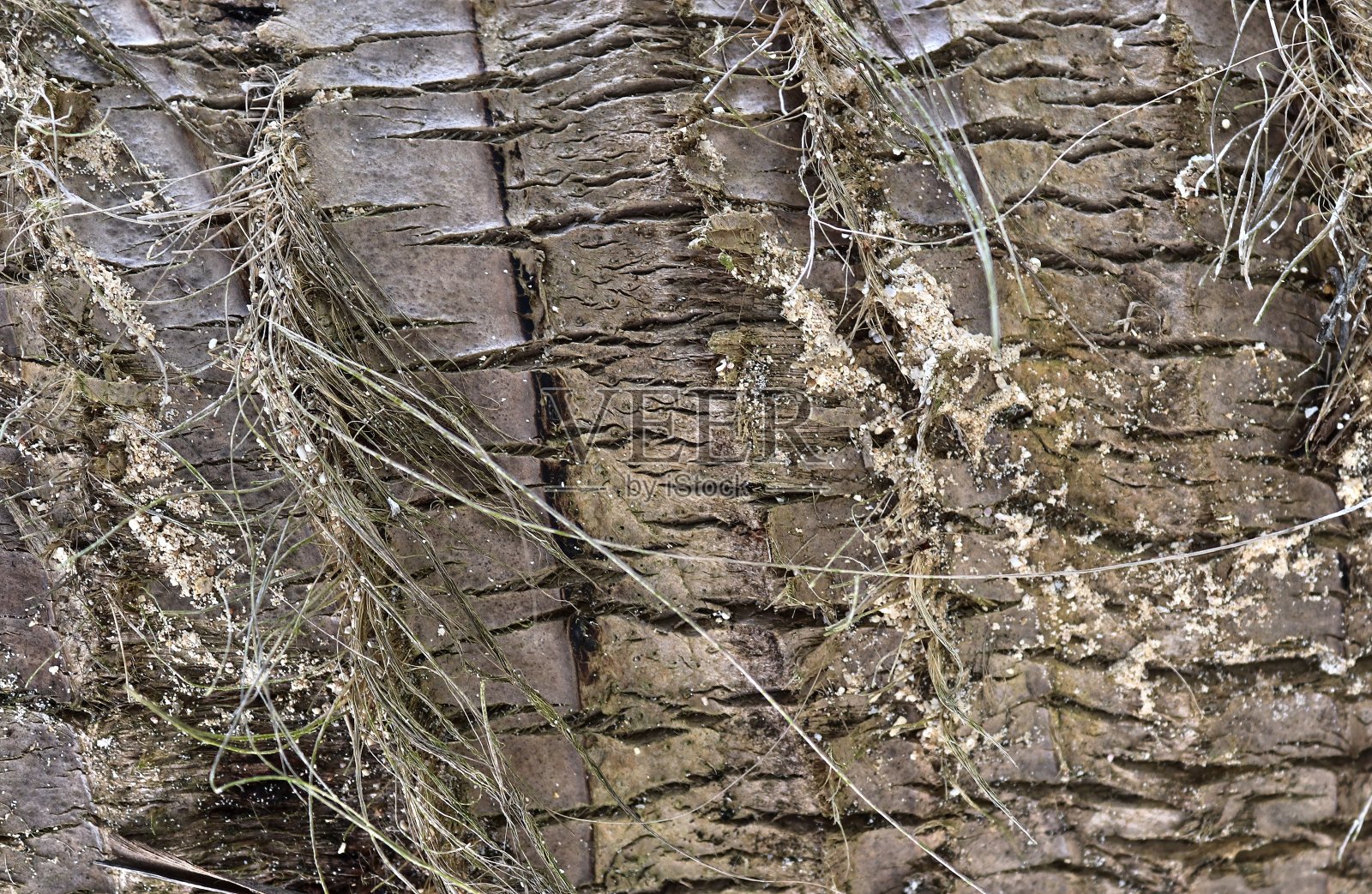 在高分辨率非常详细的树皮纹理的特写。照片摄影图片