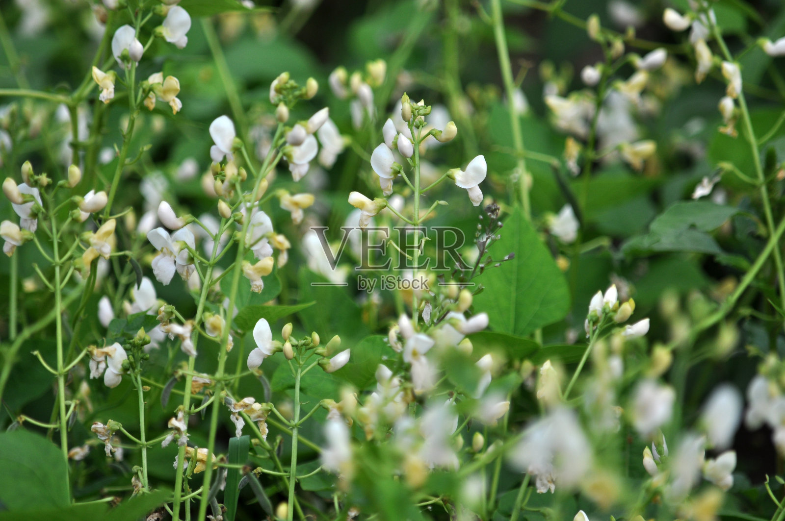在农田里，豆子开花照片摄影图片