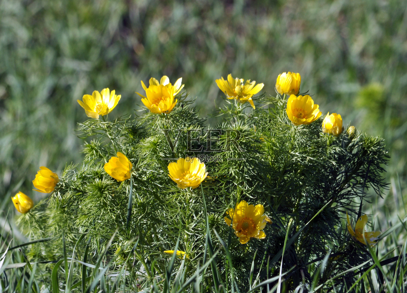 春Adonis在野外生长照片摄影图片