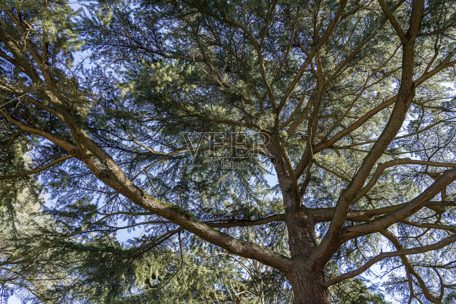 在蓝天的映衬下，松树的顶端。照片摄影图片