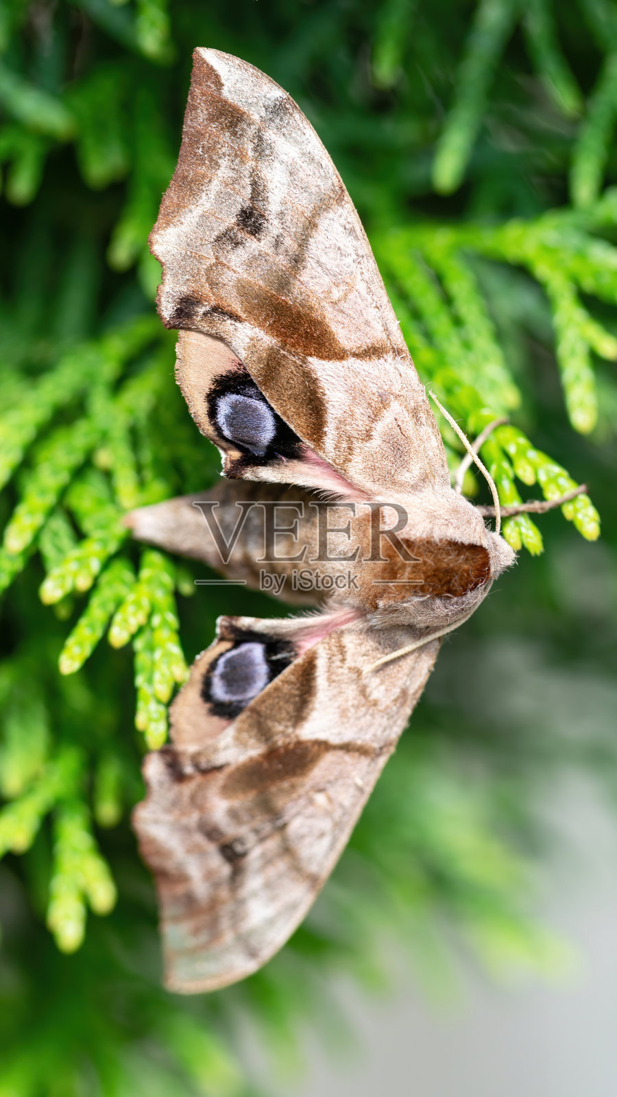 毛毛蛾与眼睛坐在thuja树枝微距摄影。一只毛茸茸的夜蛾正隐藏在花园的灌木丛中。一只蝴蝶，它的翅膀和花粉的渲染图像。照片摄影图片