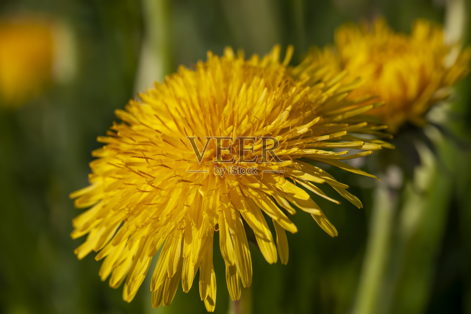 黄色美丽的蒲公英花带着种子照片摄影图片