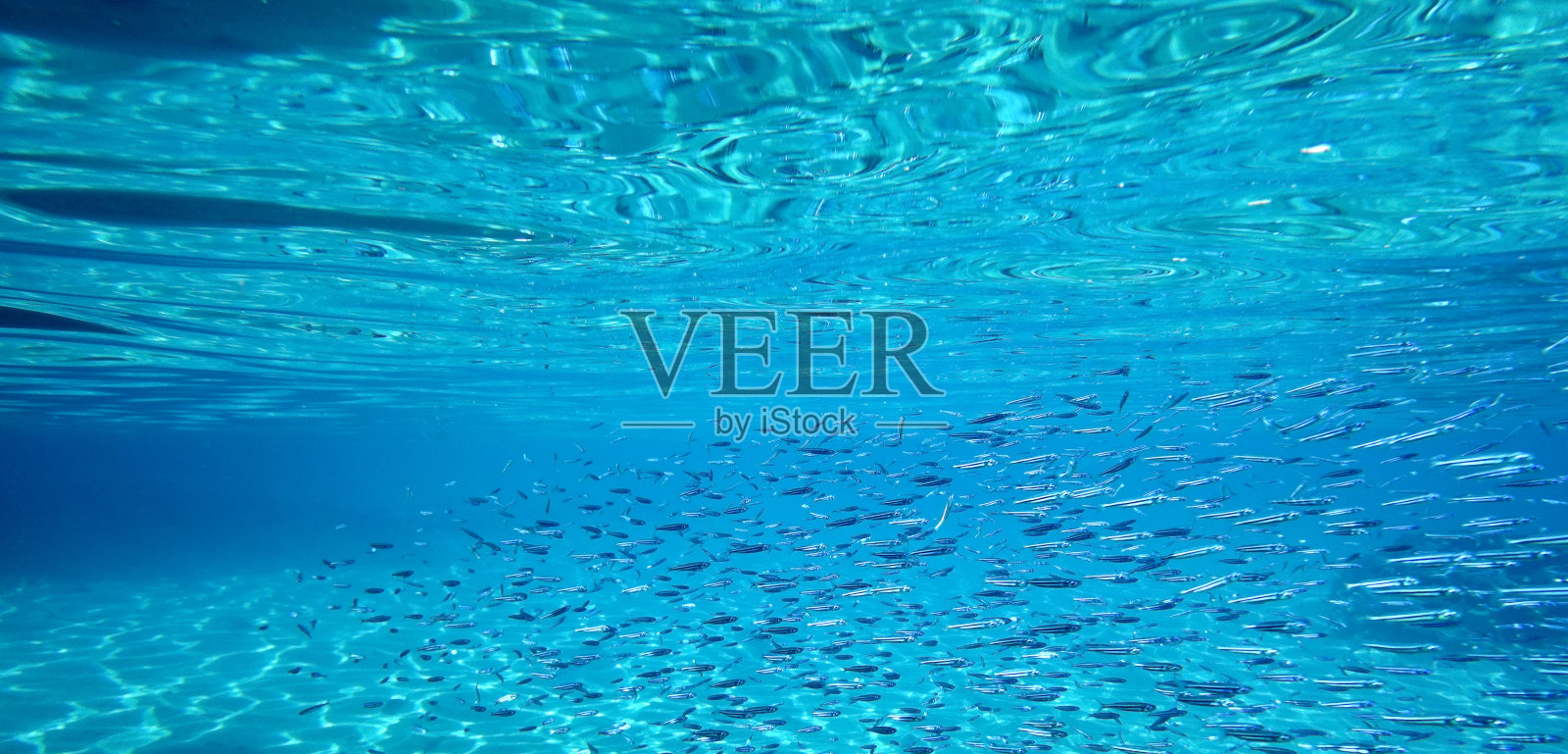 学校的鱼照片摄影图片