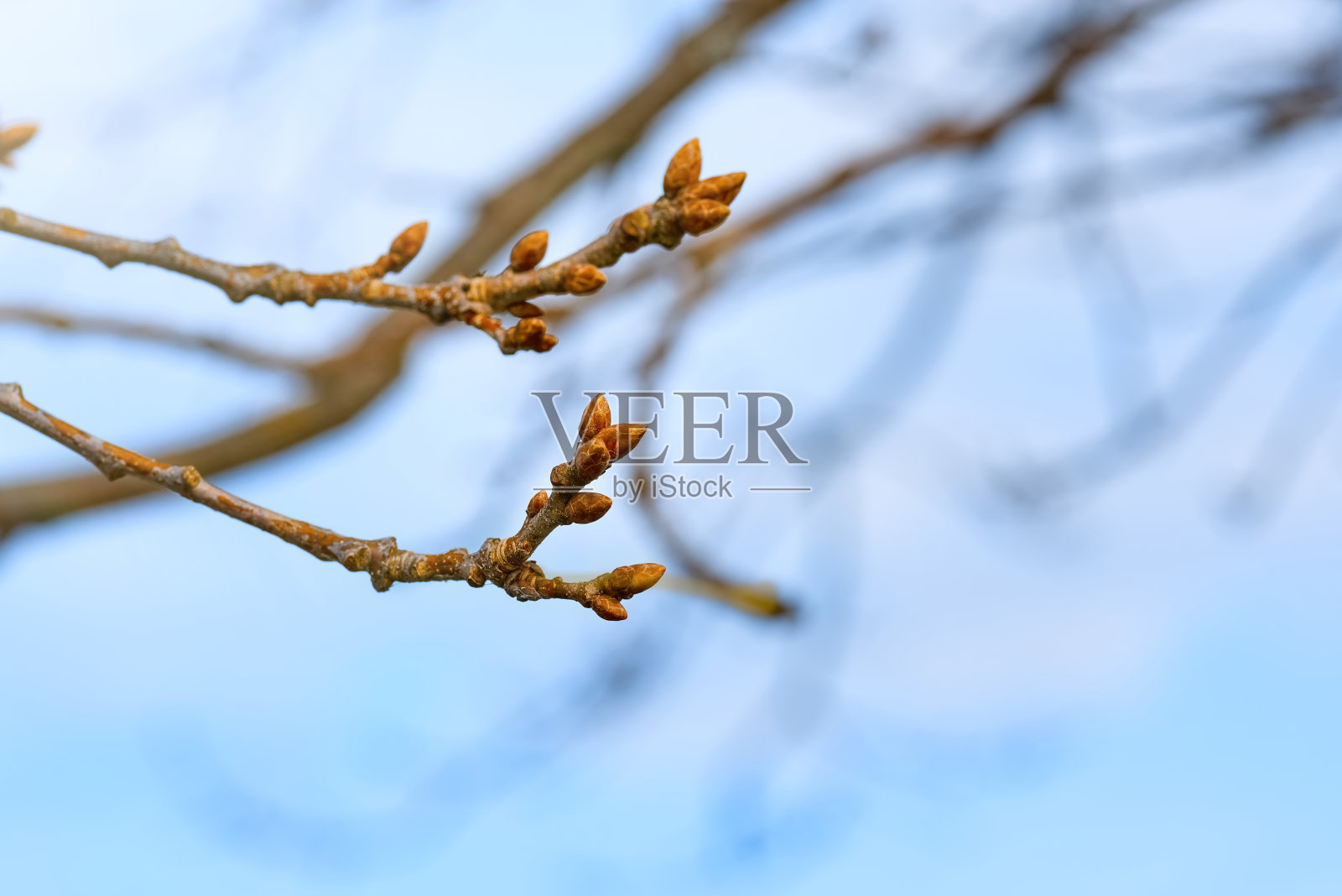 春天的阳光照耀着树枝上的嫩芽。照片摄影图片