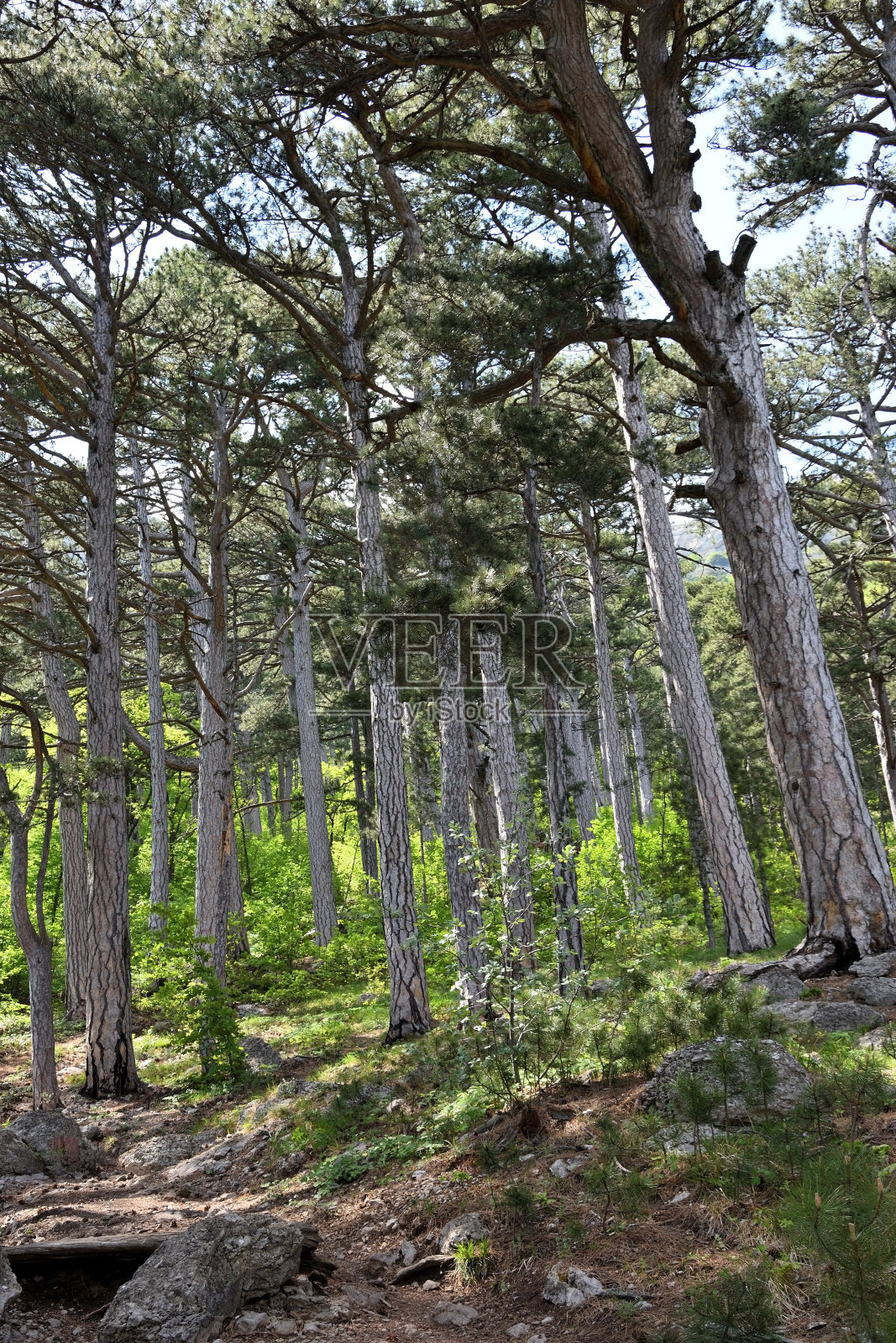 俄罗斯克里米亚雅尔塔地区埃佩特里山附近的世纪松林照片摄影图片