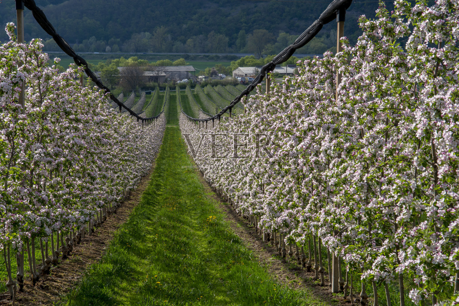 春天苹果园里鲜花盛开。开花苹果花园。果树在开花。照片摄影图片