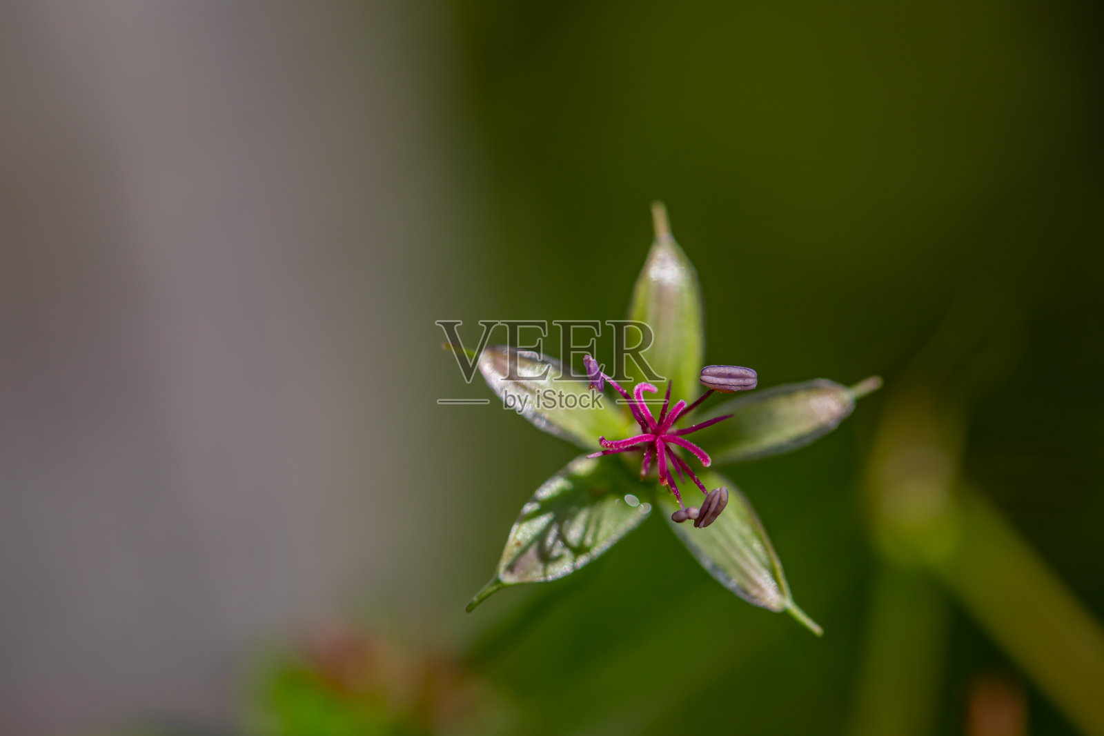 棕榈天竺葵花，生长在草地上照片摄影图片