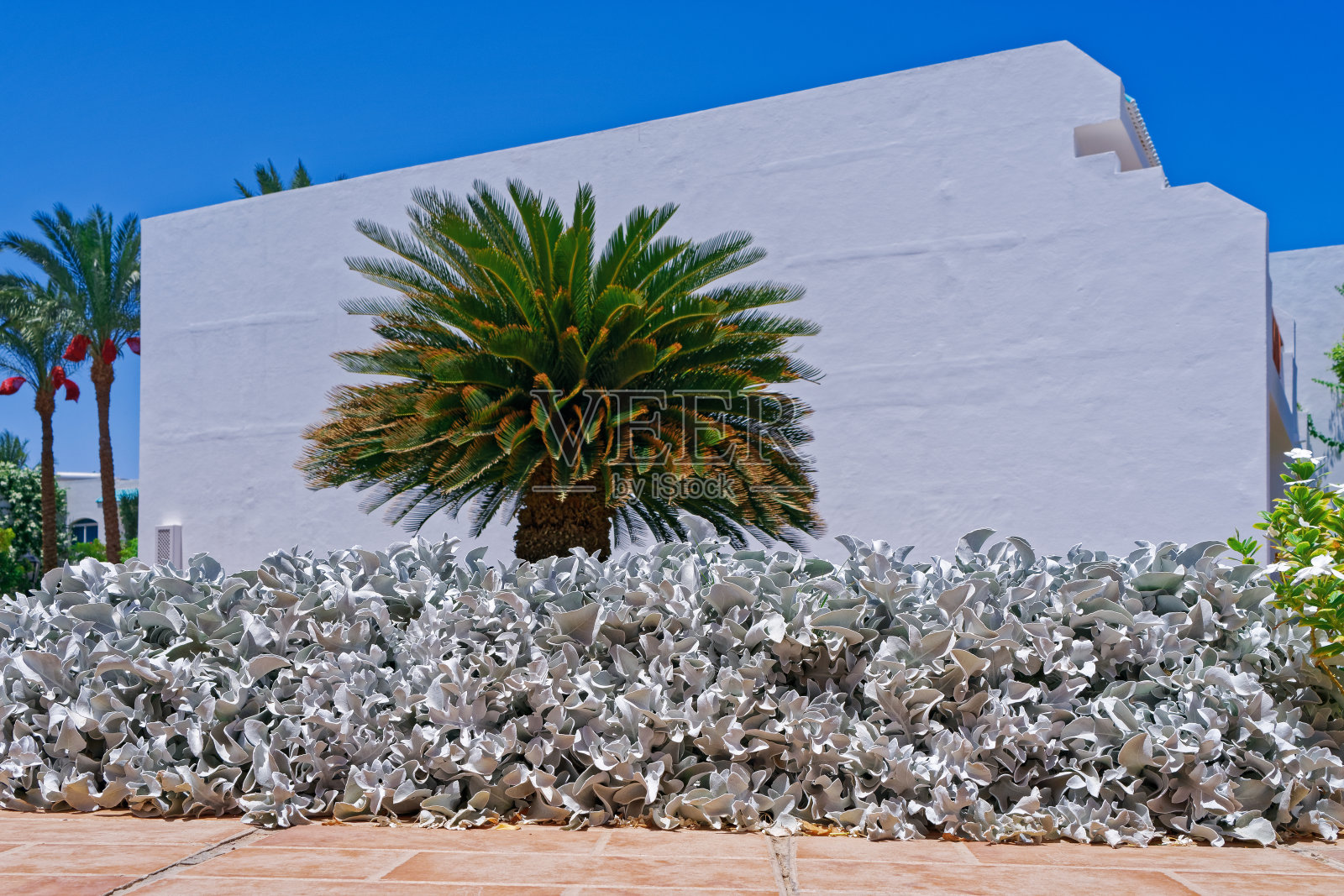 绿草坪旁的小棕榈树和白色建筑照片摄影图片