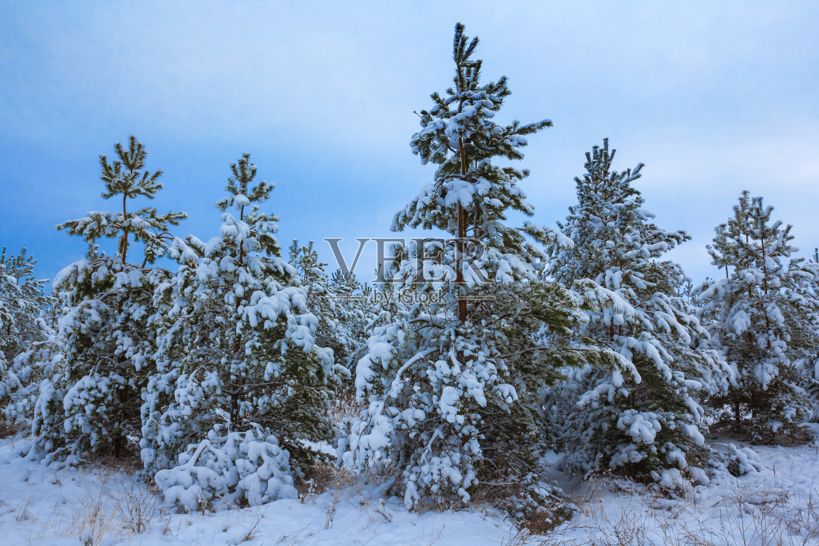 松树林里一片雪照片摄影图片