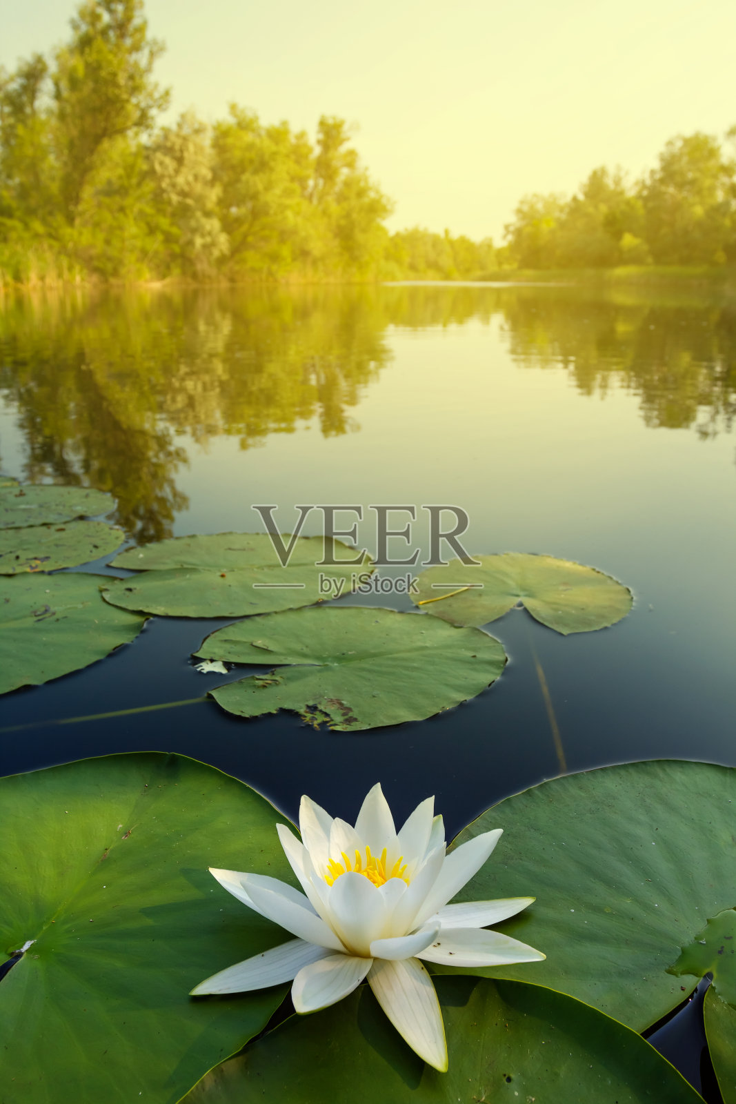 夏天湖景照片摄影图片