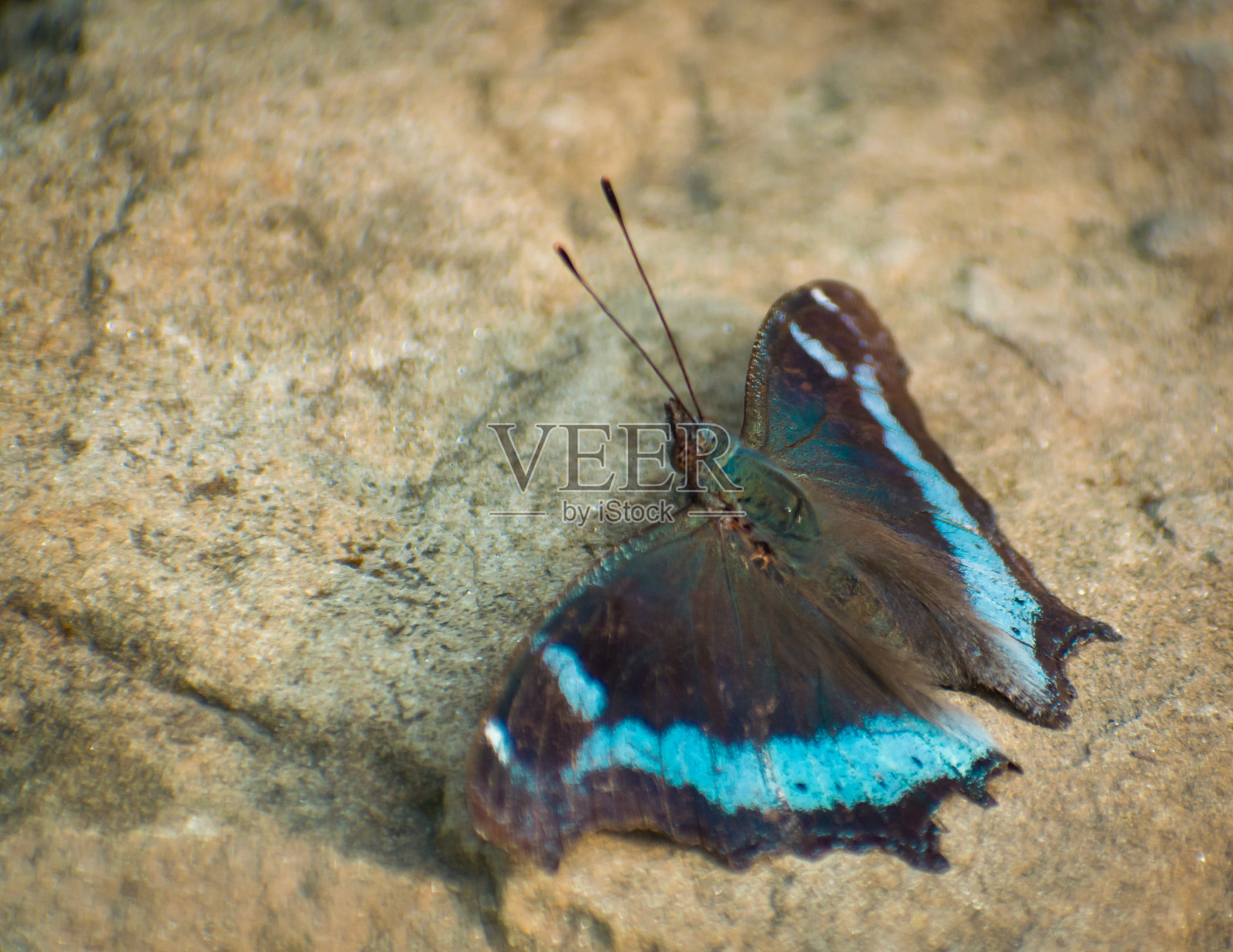 蓝色蝴蝶在岩石上的特写照片摄影图片
