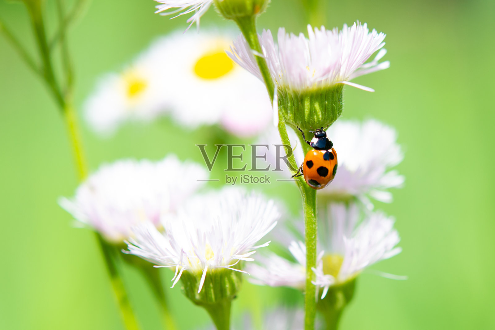 瓢虫在雏菊fleabane花。照片摄影图片