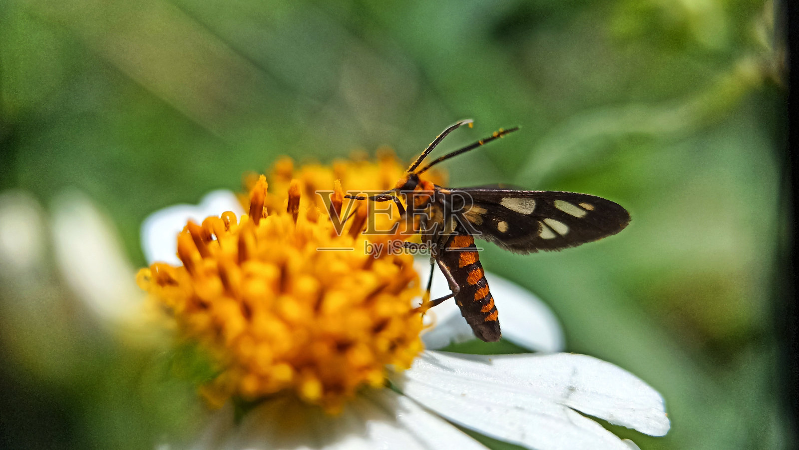 特写镜头可爱的蝴蝶照片摄影图片
