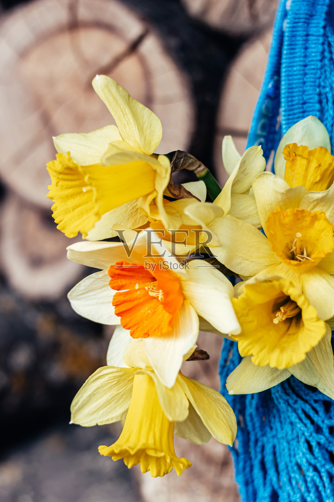 水仙花在袋子里。乡村风格。户外的照片。照片摄影图片