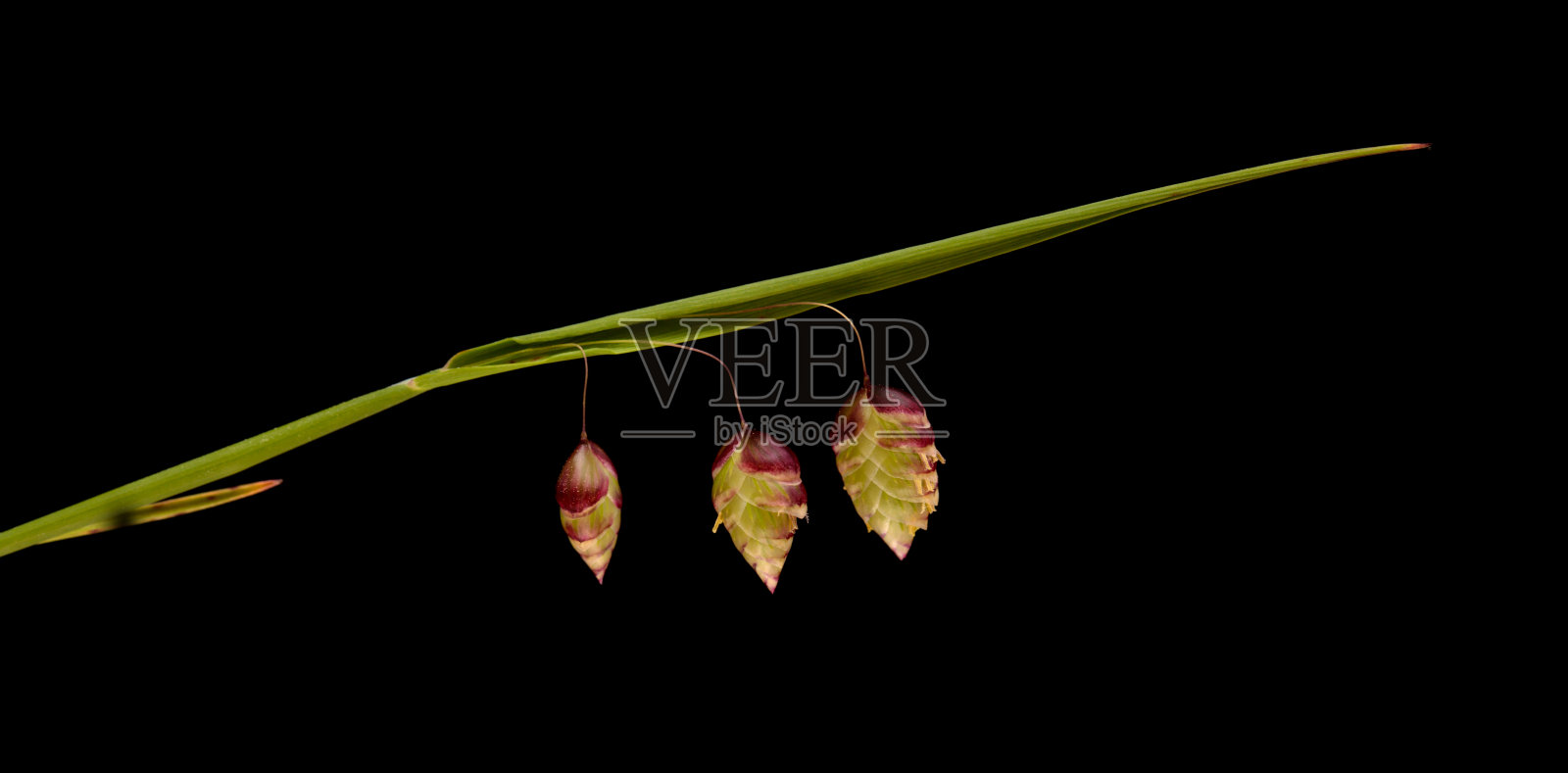 大加纳利群岛植物区系-大战栗草照片摄影图片